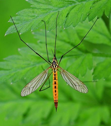 Nephrotoma flavescens